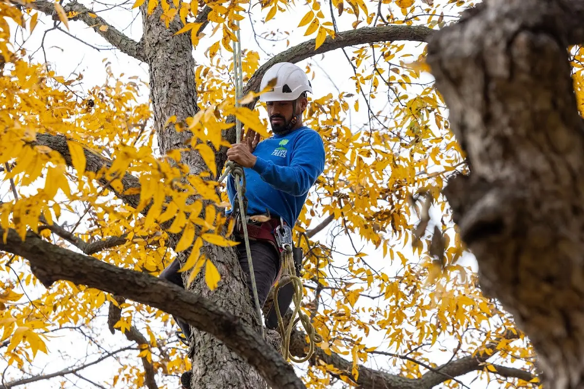 Skilled Tree Trimming crew working in Clarion
